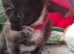 3 x cross breed kitten