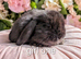 Mini lops