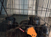 German Shepherd cross Belgian mali pups