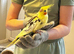 Pair of cockatiels