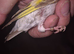 2022 SIBERIAN GOLDFINCH HEN