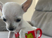 Chihuahua teacup size apple Head puppy