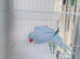 Blue Indian ringnick parrot