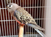 beautiful bourke parrot available