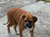 Super friendly Boxer Girl