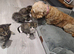 X4 fluffy Siberian x tabby kittens