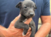 Genuine 3/4 whippet 1/4 collie pups ready now