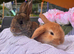 5 beautiful French lop x mini lop