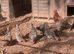 French copper blue maran breeding group
