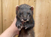Black self hybrid 1 year hob