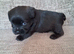 Patterdale cross border terrier