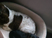 Minature daschund puppies