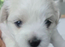 Maltese