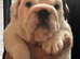 English bulldog gorgeous pups KC registered genuine breed colours