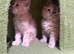 Maincoon kittens