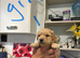 Puppies available 5th August