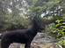 KC German shepherd