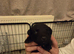 Gorgeous Patterdale puppies