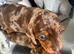 Chocolate merl Dauchshund