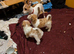 Jackchi/ maltese puppies