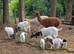Boer doelings female goats