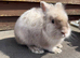 Gismo