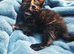 GIRLS KITTENS
