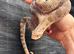 Hognose het albino