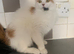 Lovely cat in need of a home