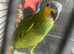 HandReared stunning Orange wing Amazon parrot