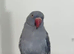Blue Indian ring neck