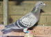 COMPLETE LOFT CLEARANCE - MARATHON & LONG DISTANCE RACING PIGEONS