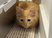 Half ragdoll orange kitten