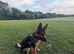 Beautiful 22 months old German Shepherd female