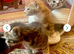2 girl kittens
