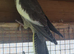 12wk old tiels