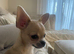 Tiny Chihuahua Boy