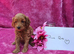 Miniature/Toy Red Goldendoodle dna clear