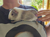 Baby girl guinea pigs