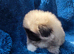 Stunning kc reg pekingese puppies