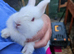 Mini lop x american blue