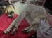 Anatolian shepherd cross collie