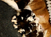 Beautiful saint Bernard puppies