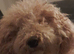 Cockapoo and shitzu mix small dog