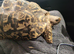 Beautiful leopard tortoise