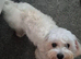 Maltese boy