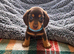 Beautiful happy and healthy chocolate and cream dachshund puppies