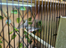 7 beautifull zebra finches