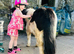 Registered Shetland Gelding perfect kids pony