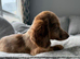 KC REG Long Haired Miniature Dachshunds